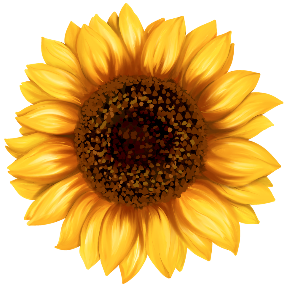 Girasol